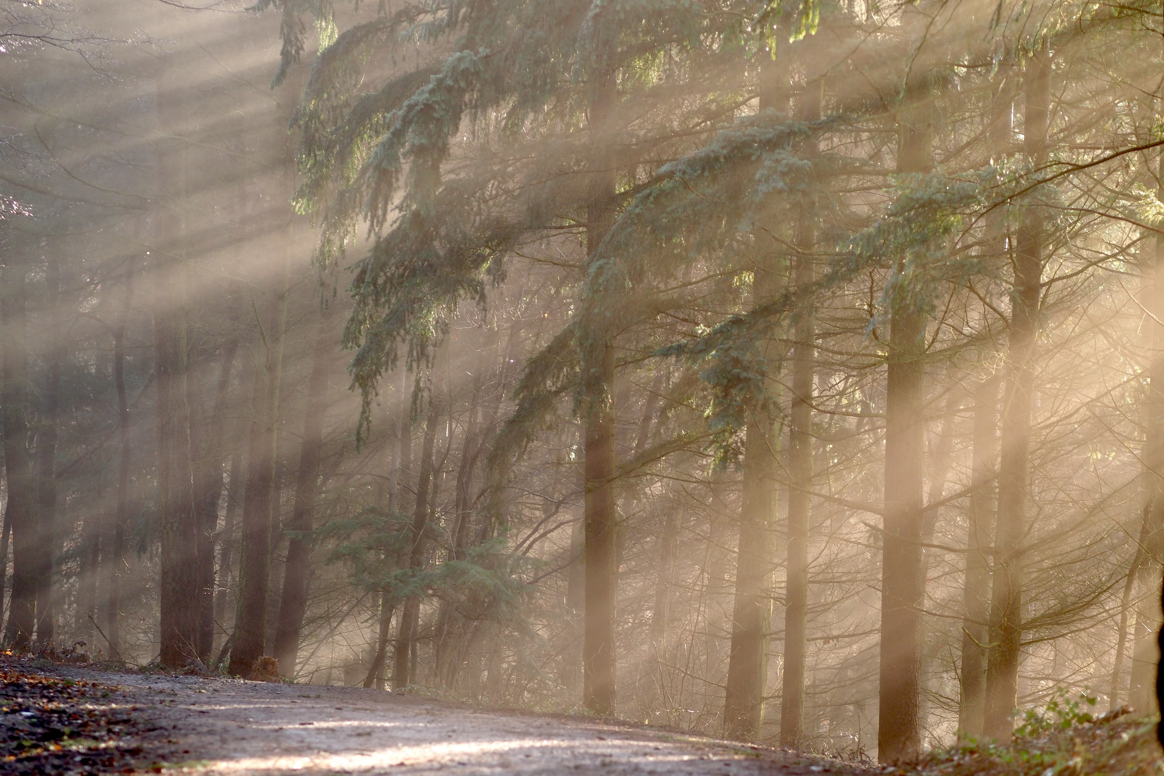 Sonnenstrahlen fallen durch Baumkronen