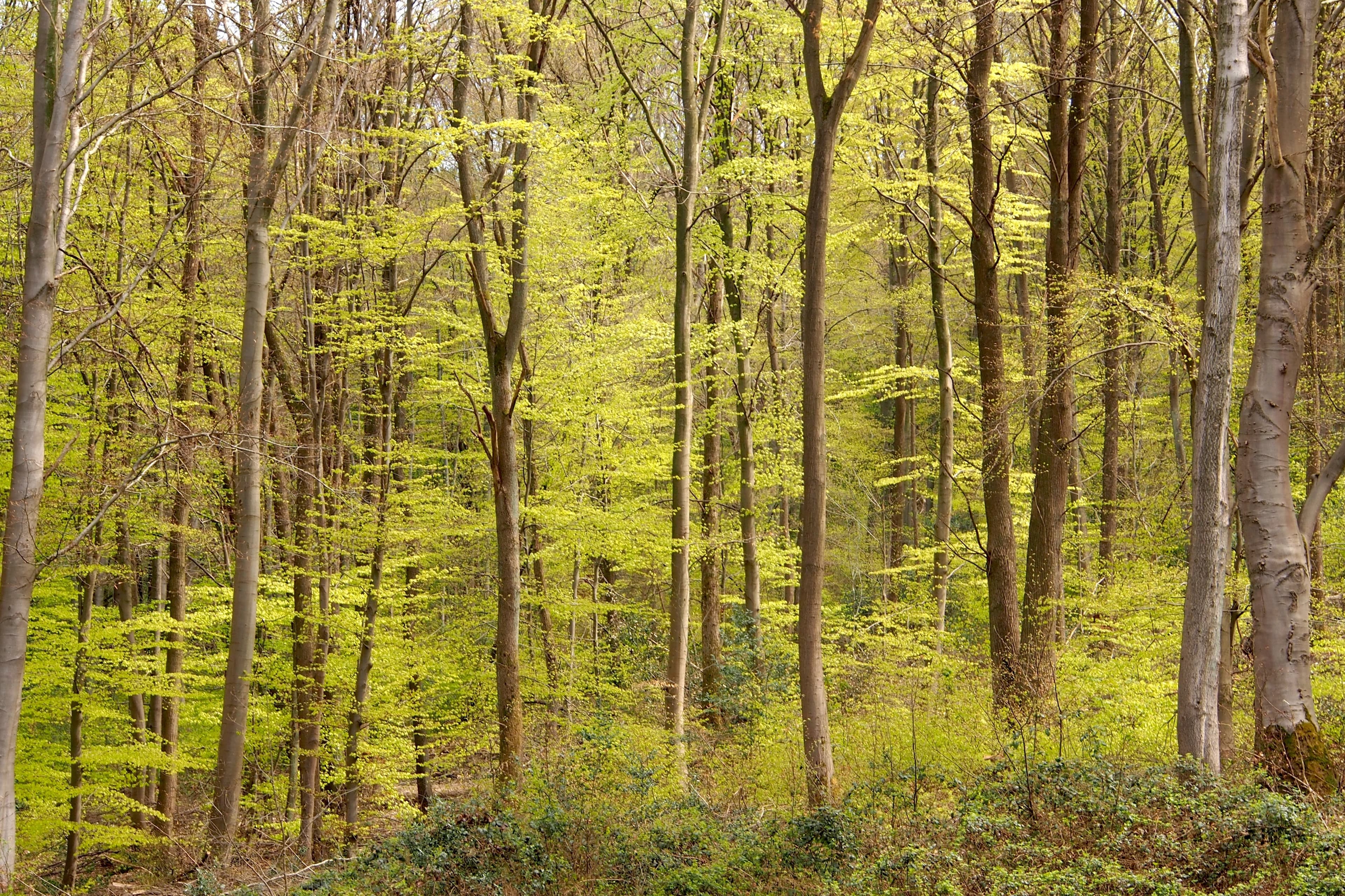 Waldansicht Bad Honnef